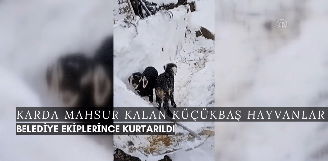 Karda mahsur kalan küçükbaş hayvanlar belediye ekiplerince kurtarıldı