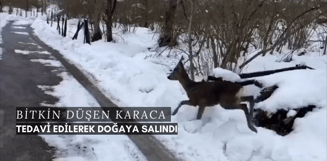Bitkin Düşen Karaca Tedavi Edilerek Doğaya Salındı