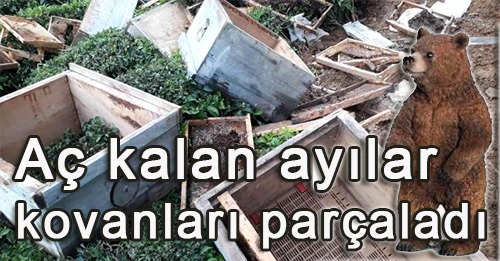 Artvin'in Arhavi ilçesinde aç kalan ayılar yerleşim alanlarına inmeye başladı.
