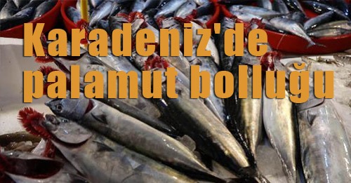 Palamut bolluğu