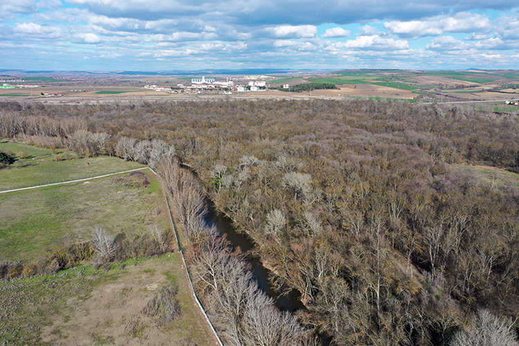 İklim değişikliği ve kuraklık bitkilerin hücre yapılarında bozulmaya neden oluyor