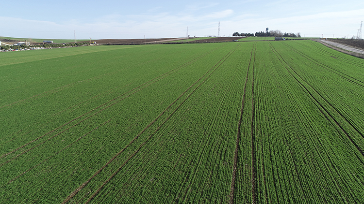 Tarla bitkileri profesöründen çiftçiye kurak dönem için tavsiyeler