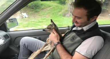 Bolu'da otluk alanda bulunan yavru karaca koruma altına alındı