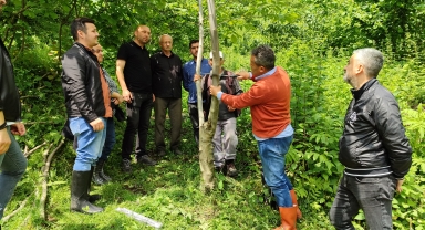Ceviz ve kestane ağaçlarında örnek aşılama çalışması anlatıldı