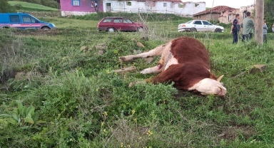 Çorum'da elektrik akımına kapılan inek telef oldu