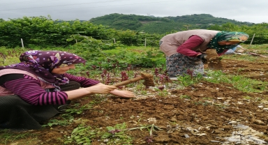 Espiye'de salep hasadına başlandı
