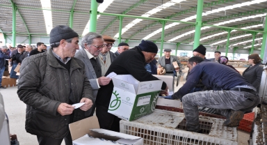 Gümüşhacıköy Ziraat Odası çiftçilere tavuk, ördek ve civciv dağıttı