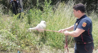 Karabük'te çay kenarında mahsur kalan koyun kurtarıldı