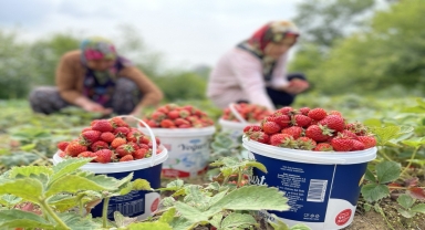 Karadeniz Ereğli'de Osmanlı çileğinin hasadı başladı