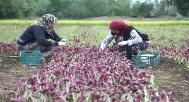 Samsun'da özel izinle üretilen salep orkidesinin hasadına başlandı