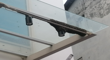 Tokat'ta bir otelin sundurmasına oğul veren arılar kutuya konularak uzaklaştırıldı