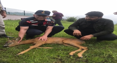 Tokat'ta yaralı karaca koruma altına alındı
