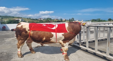 Alaçam'da Hayvancılık Festivali yapıldı