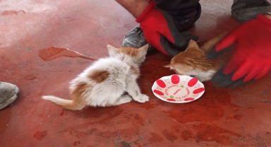 Amasya'da iki duvar arasına sıkışan kedi yavrularını itfaiye kurtarıldı