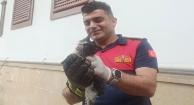Amasya'da nehre düşen kediyi itfaiye kurtardı