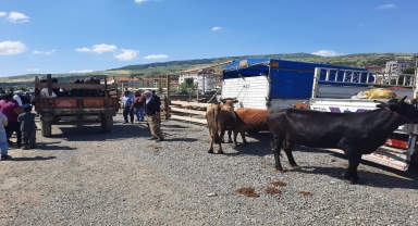 Bayat Hayvan Pazarı yeniden açıldı