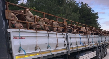 Boyabat'tan kurbanlık sevkiyatı başladı