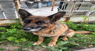 Çorum'da evden köpek çaldığı iddia edilen 2 zanlı tutuklandı