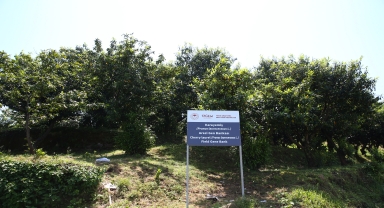 Giresun'daki gen bahçesinde koruma altına alınan karayemiş türü artırılacak