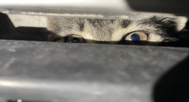 Karabük'te otomobilin motor kısmına sıkışan 2 kedi yavrusu kurtarıldı