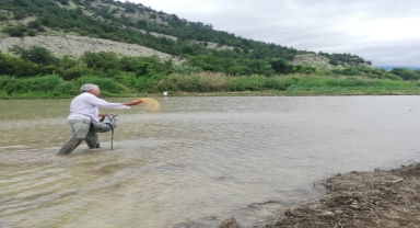 Kastamonu'da atıl araziye deneme amaçlı çeltik ekildi