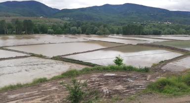 Kastamonu Hanönü'de çeltik tarlaları su altında kaldı