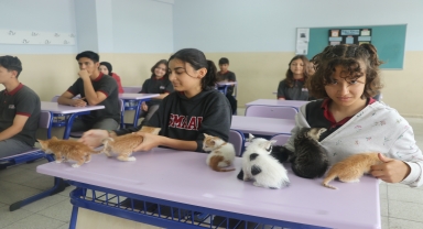 Kedi