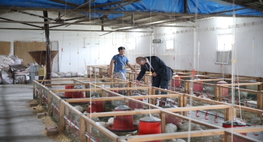 Kenevir küspesi yeminin kümes hayvanlarının verimine etkisi araştırılıyor
