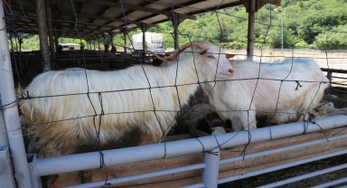Kocaeli ve Karabük'te kurbanlıklar alıcı bekliyor