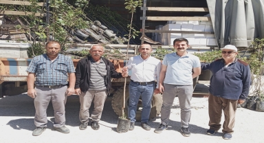 Laçin'de üreticilere Trabzon hurması fidanı dağıtıldı