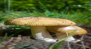Ormanda mantar toplayan kişilere