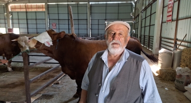 Samsun'da 1250 kilogramlık kurbanlık 140 bin liraya alıcısını bekliyor