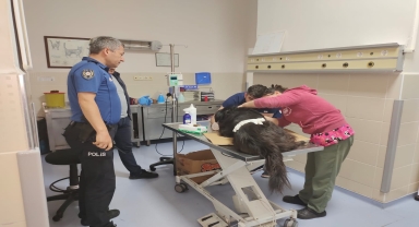 Samsun'da yaralı bulunan köpek tedavi altına alındı