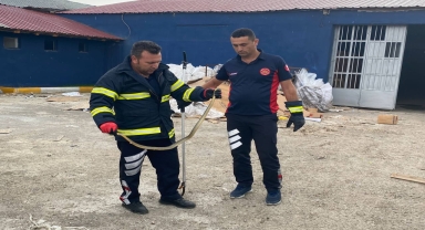 Tokat'ta iş yerine giren yılan itfaiye tarafından yakalanarak doğaya salındı