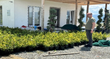 Tosya'da 10 bin kök süs bitkisinin dikimi yapılacak