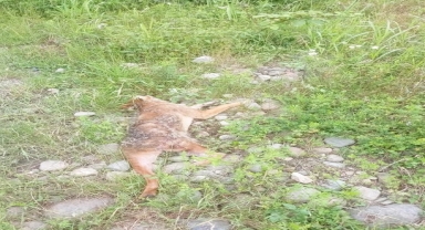 Trabzon'da yaralı bulunan çakal tedavi altına alındı