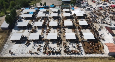 Amasya'da şap hastalığı nedeniyle hayvan pazarları kapatıldı