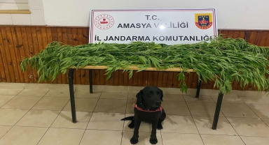 Amasya'da uyuşturucu operasyonunda yakalanan 2 zanlıdan biri tutuklandı
