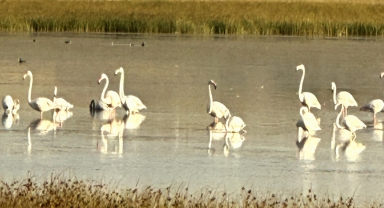 Çorum'da yaklaşık 40 flamingo gözlendi