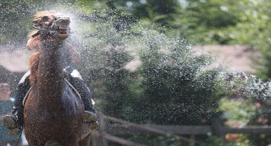 Düzce'de sıcaktan etkilenen atlar yıkanarak serinletildi
