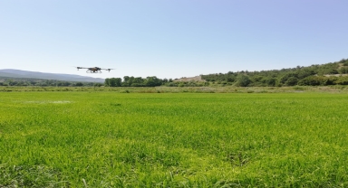 Hanönü'de İlçe Tarım ve Orman Müdürlüğünün ektiği çeltik tarlaları dronla ilaçlandı