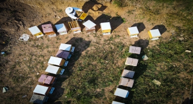 İklim şartları ve gal arısı, tescilli Kastamonu kestane balında rekolteyi düşürdü