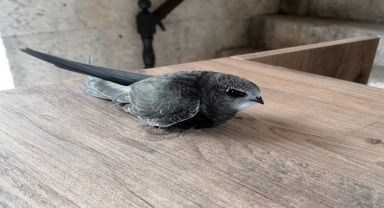 Karabük'te yaralı ebabil tedaviye alındı