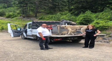 Kastamonu'da yaylada terk edilen sahipsiz köpekler korumaya alındı