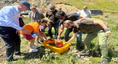 Ordu'da derelere 50 bin yavru alabalık bırakıldı