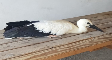 Samsun'da yaralı leylek yavrusu koruma altına alındı