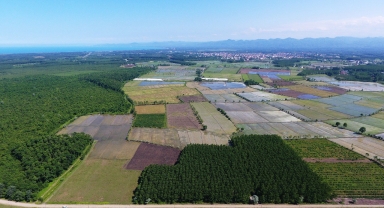 Samsun'un Terme ilçesinde 11 bin ton çeltik rekoltesi bekleniyor