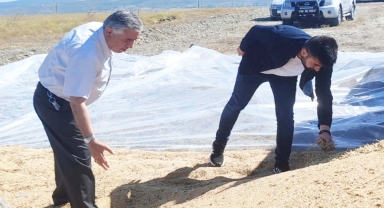 TMO Vezirköprü'de buğday alımına başladı