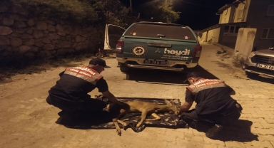 Tokat'ta yaralı karaca koruma altına alındı