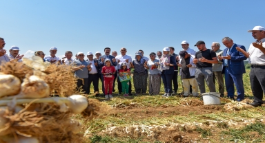 Vali Çakır ile milletvekilleri, Taşköprü'de tarlada sarımsak hasadı yaptı